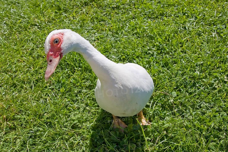 Muscovy ducks