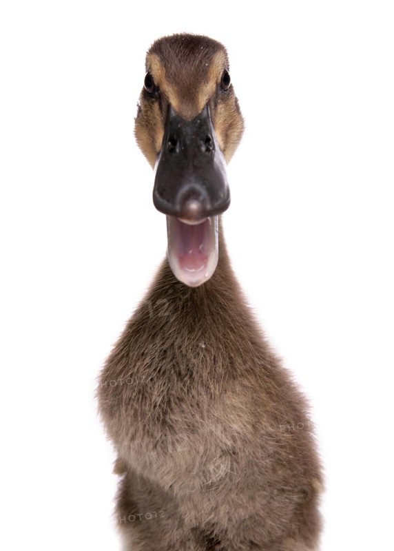 Domestic duck