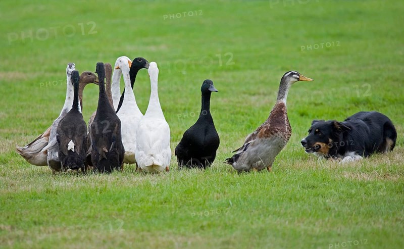 House Duck
