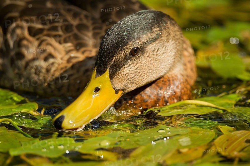 Mallard