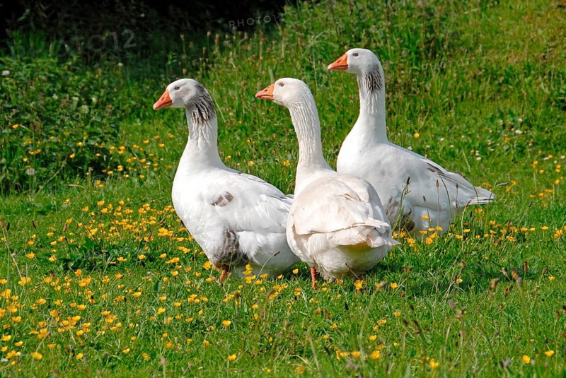 Domestic goose