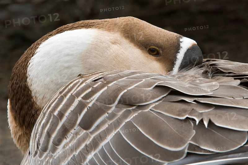 Mute Goose