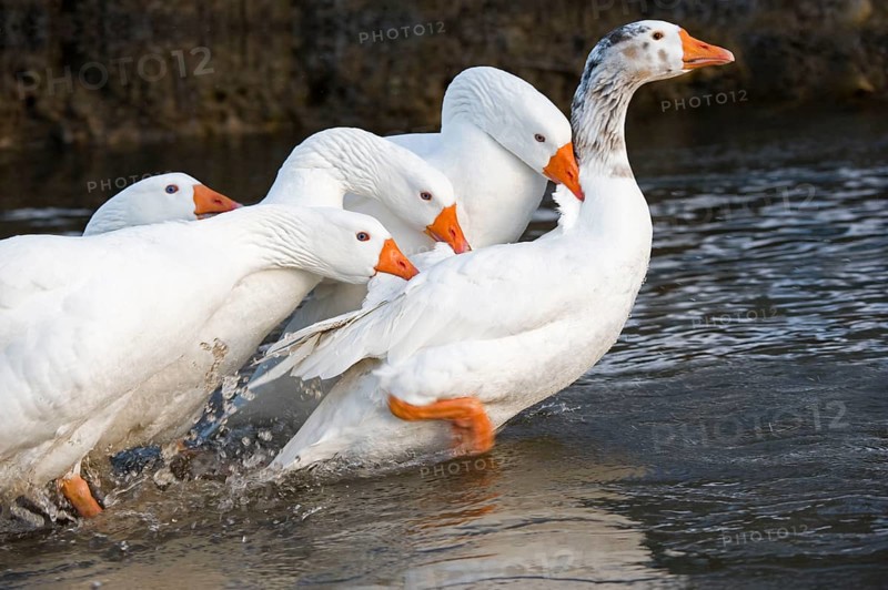Domestic goose