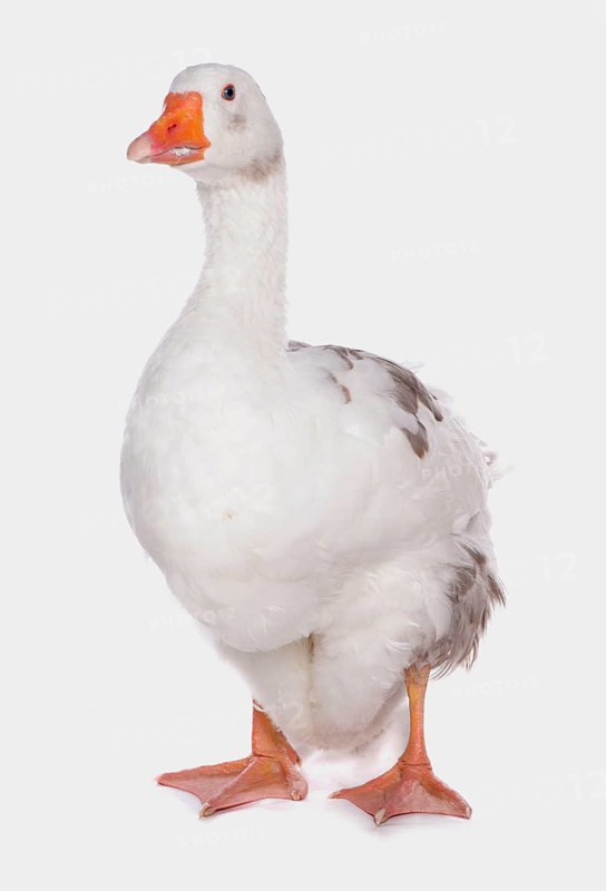 West of England Goose