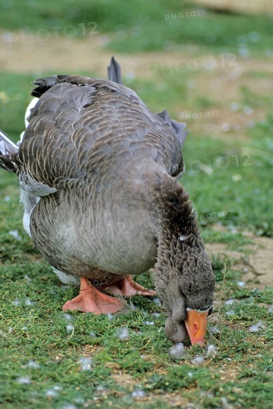 Toulouse geese