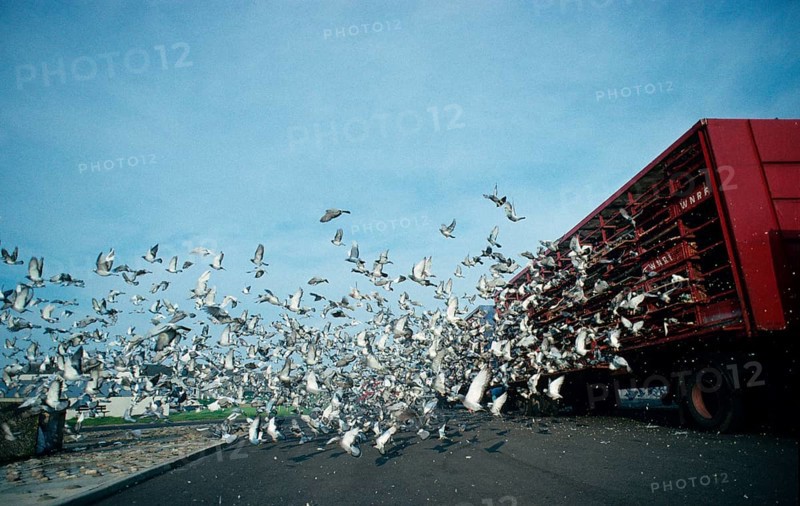 Domestic pigeon