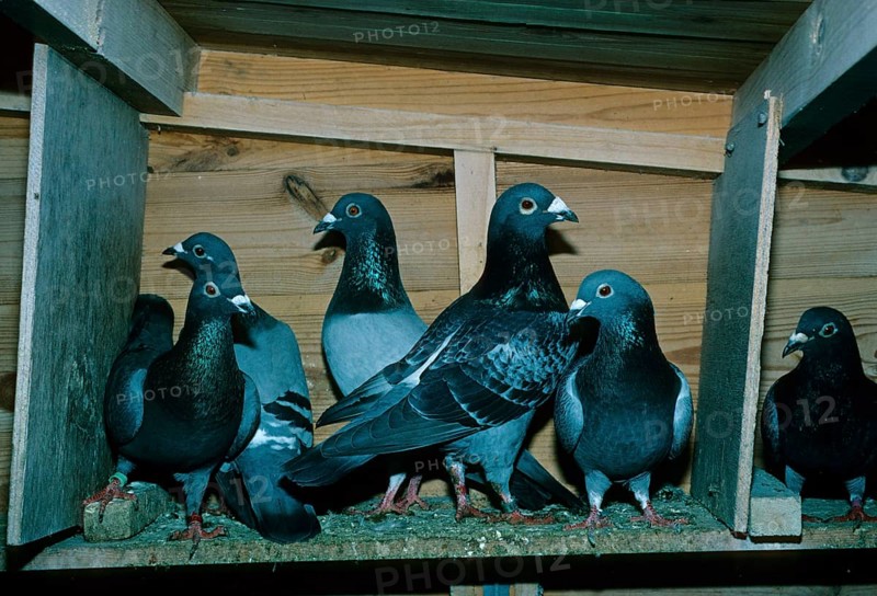 Homing pigeons