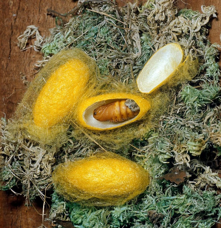 Bombix mori