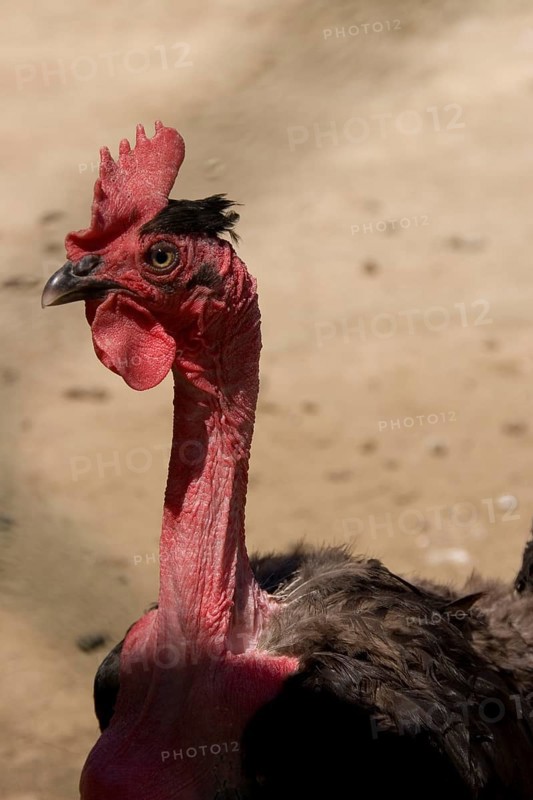 Romanian bare-necked chicken