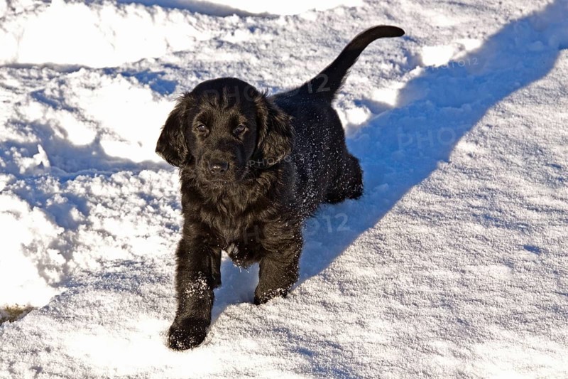 Pedigree dogs
