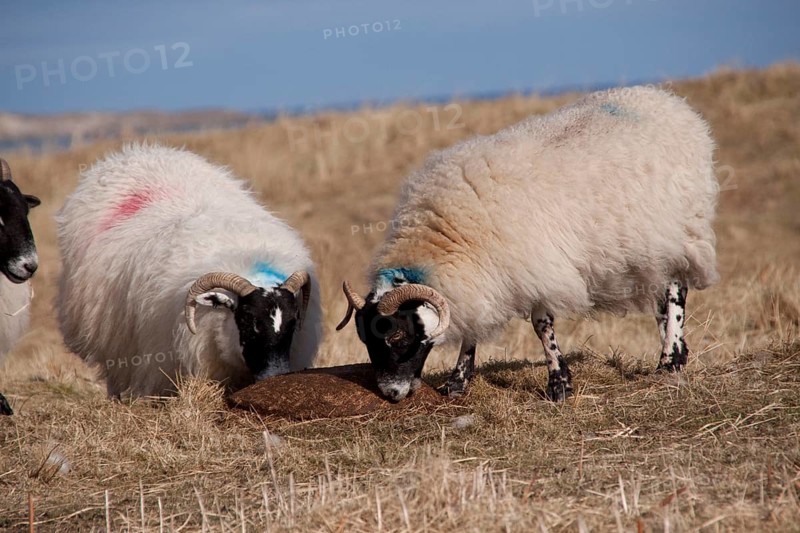 Scottish black face sheep