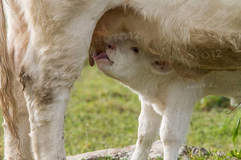 Newborn Charolais calf suckling from its mother's udder
