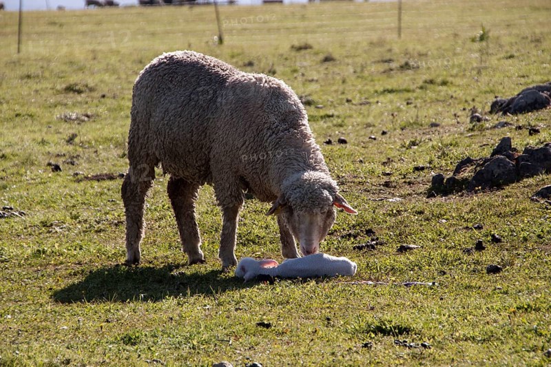Merino sheep