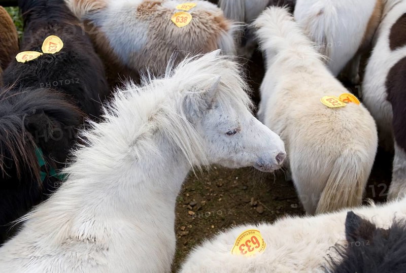 Ponies with auction numbers in the pen at auction