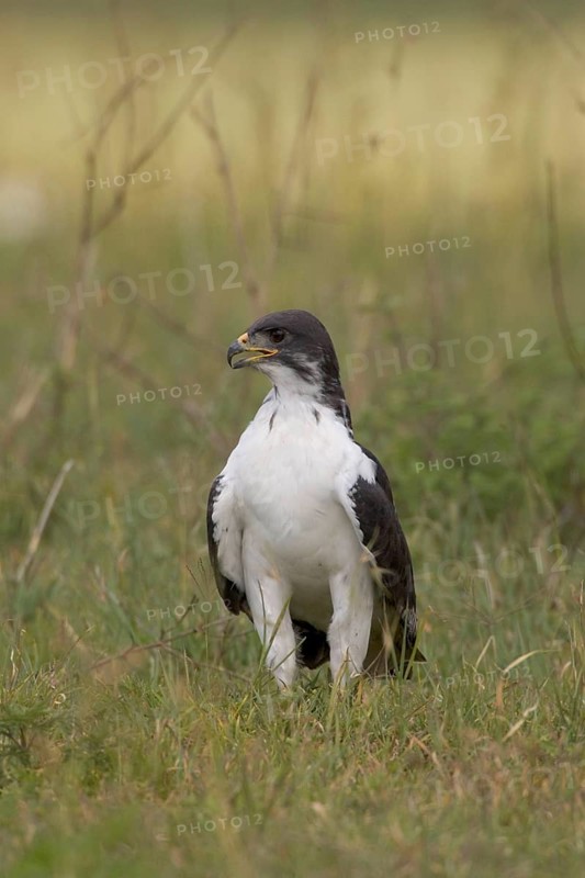 Auger Buzzard