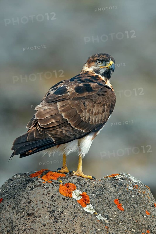 Augur buzzard
