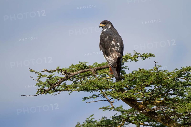 Augur buzzard