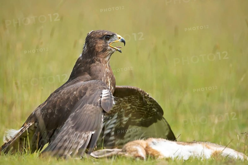 Common Buzzard