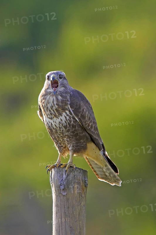 Common Buzzard