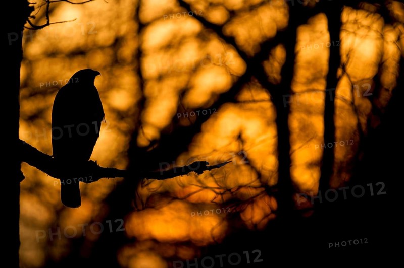 Common Buzzard
