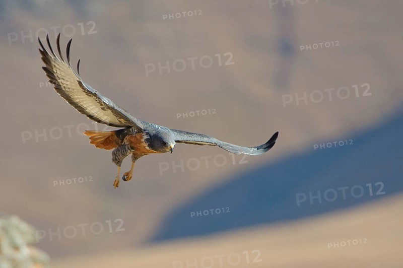 Jackal buzzard
