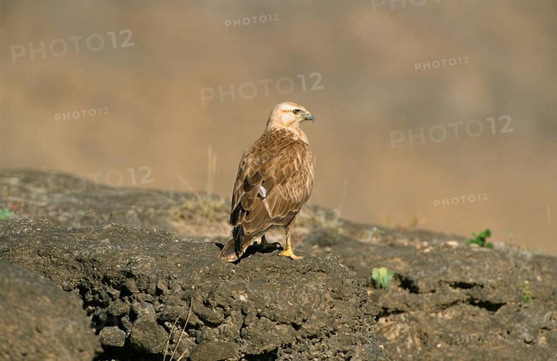 Long-legged Buzzard