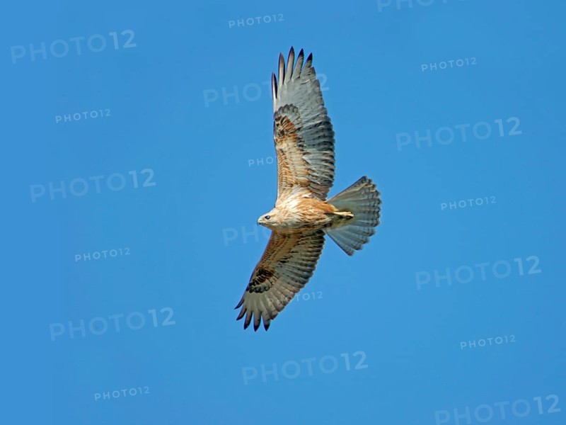 Long-legged long-legged buzzard