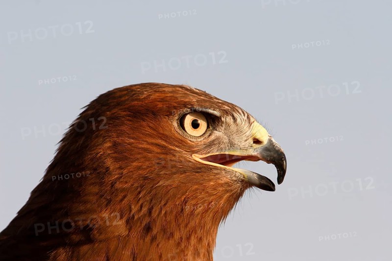 Long-legged long-legged buzzard