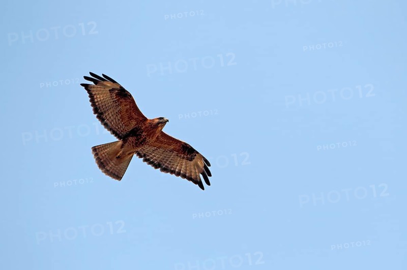 Long-legged long-legged buzzard