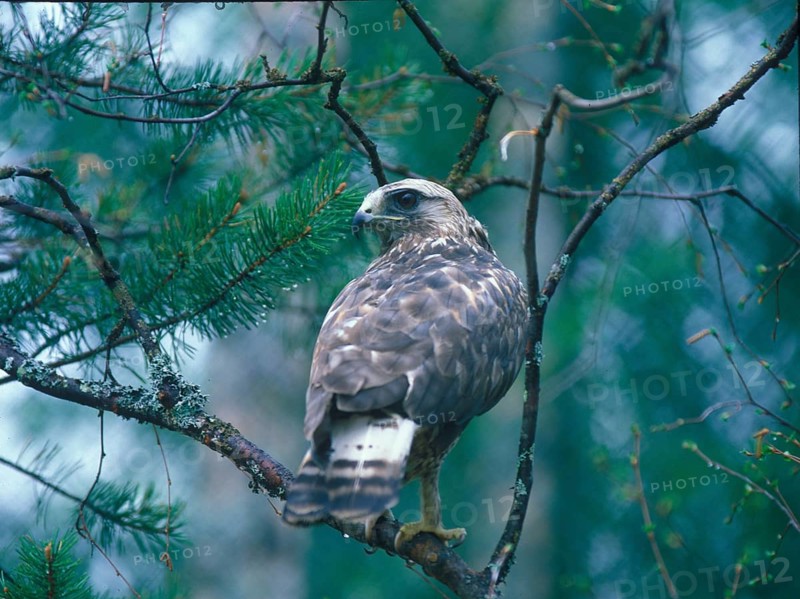 Rough-legged buzzard