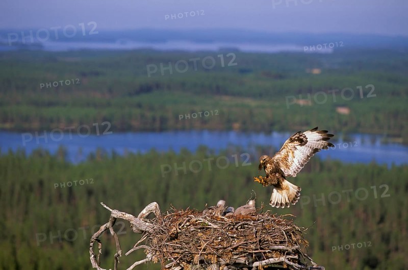 Rough-legged buzzard