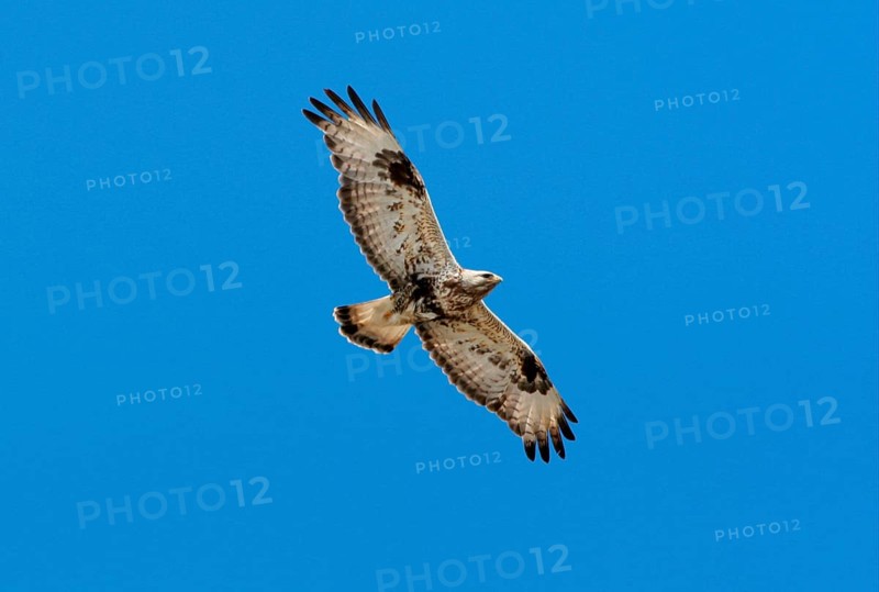 Rough-legged Buzzard