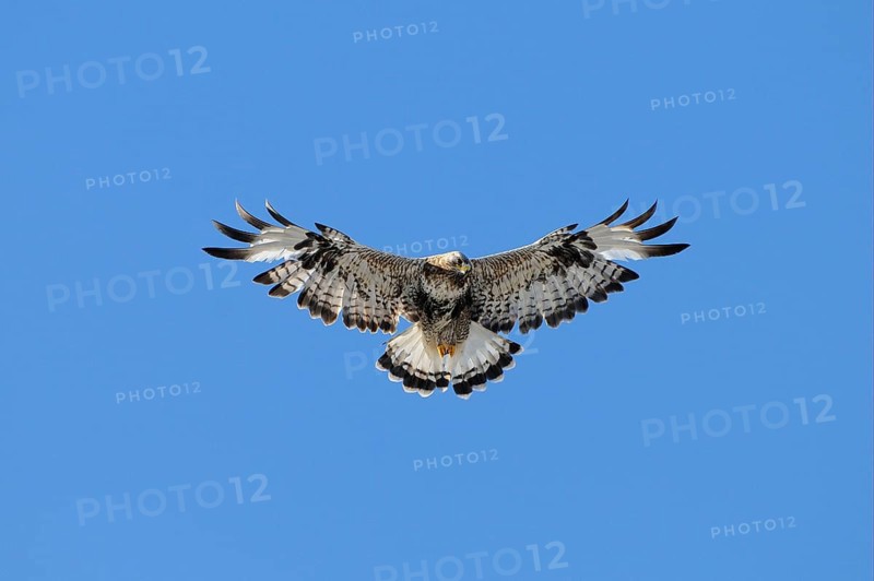 Rough-legged Buzzard