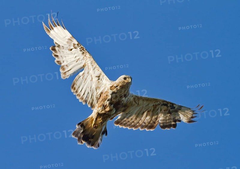 Rough-legged buzzard