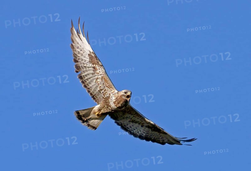 Rough-legged buzzard
