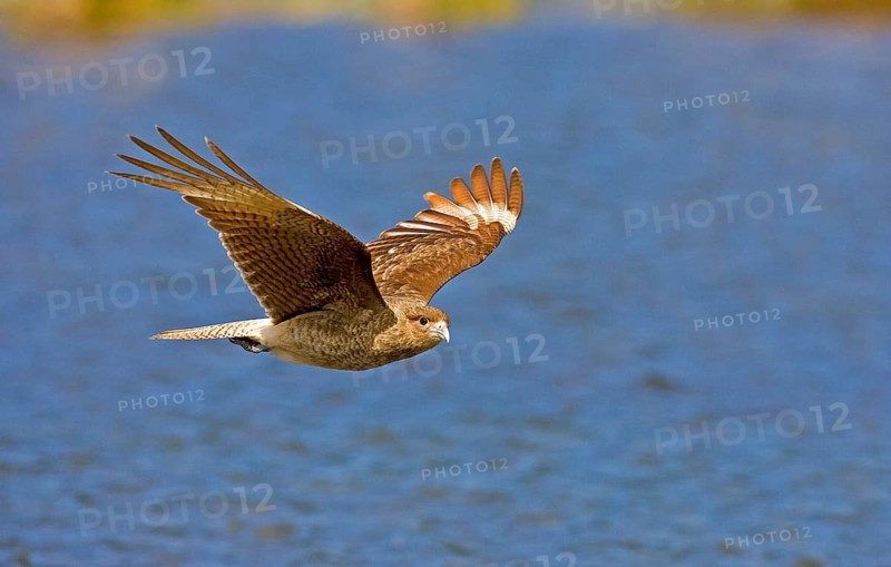 Chimango Caracara