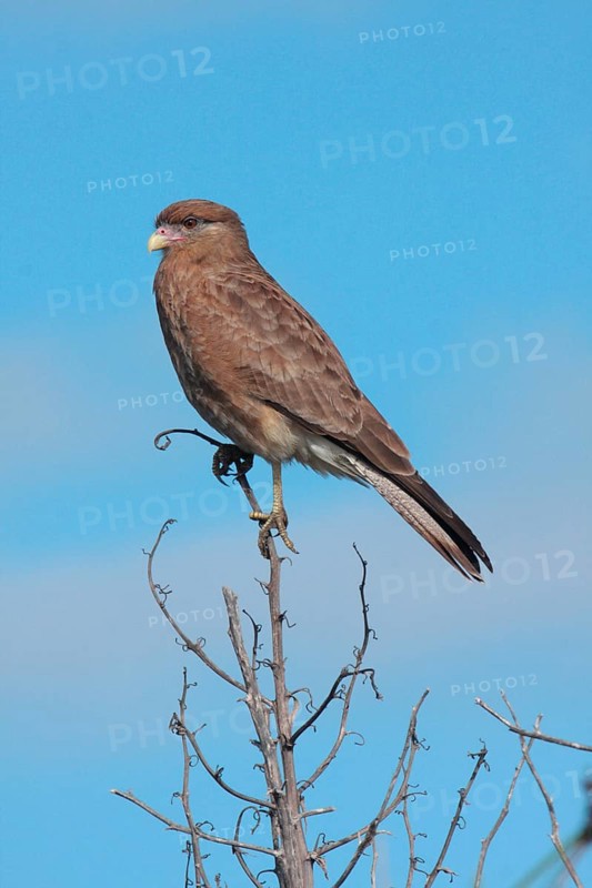 Chimango Caracara