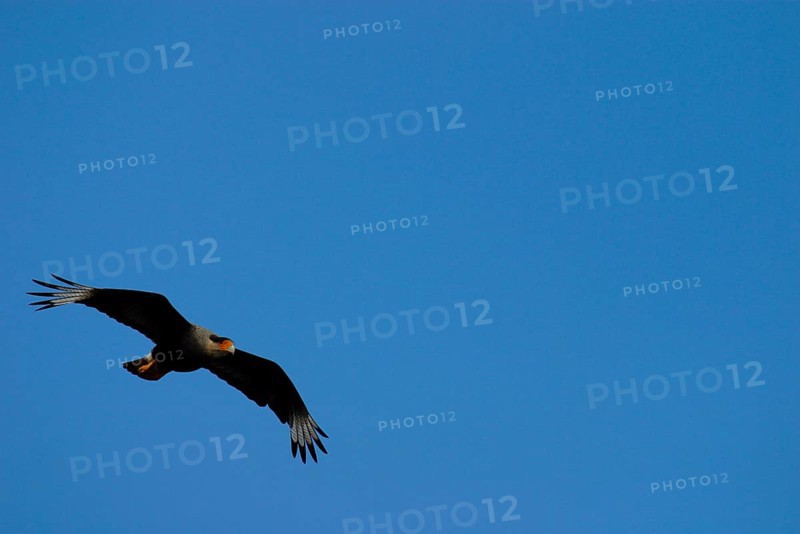 Southern crested caracara