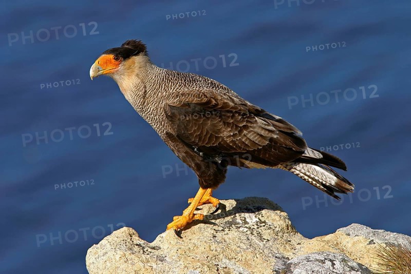 Southern crested caracara