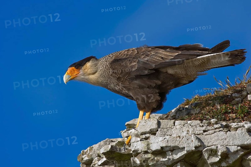 Southern Crested southern crested caracara