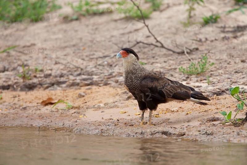 Southern Crested southern crested caracara
