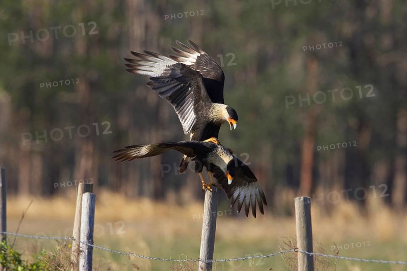 Northern Crested northern crested caracara