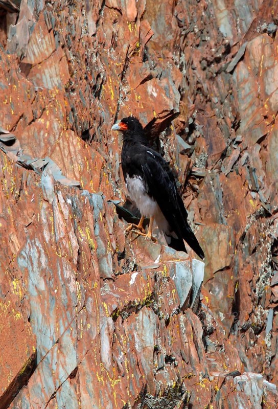 Mountain caracara