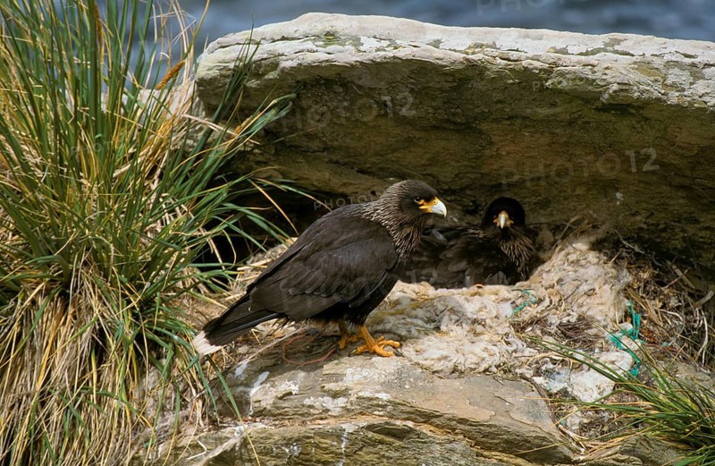 Striped striated caracara