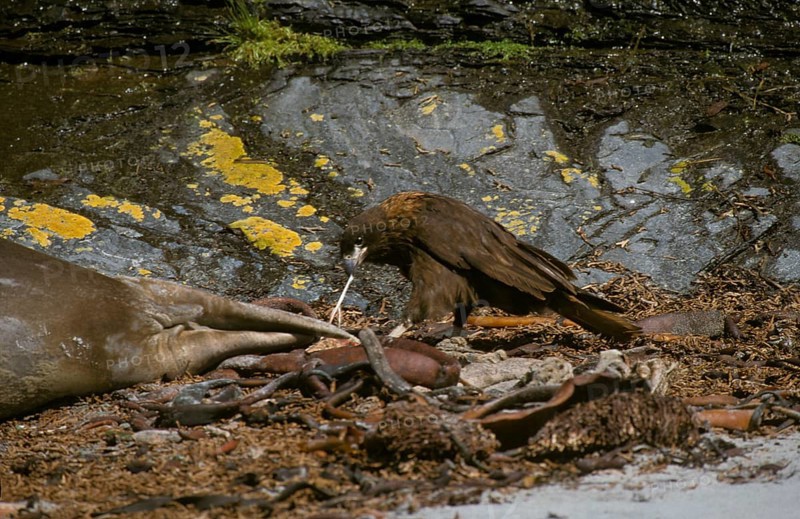 Striped striated caracara