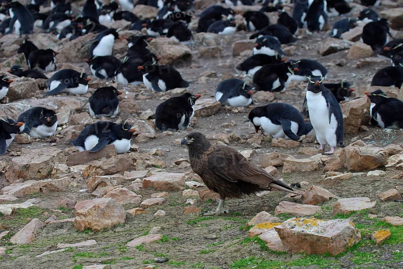 Striped striated caracara