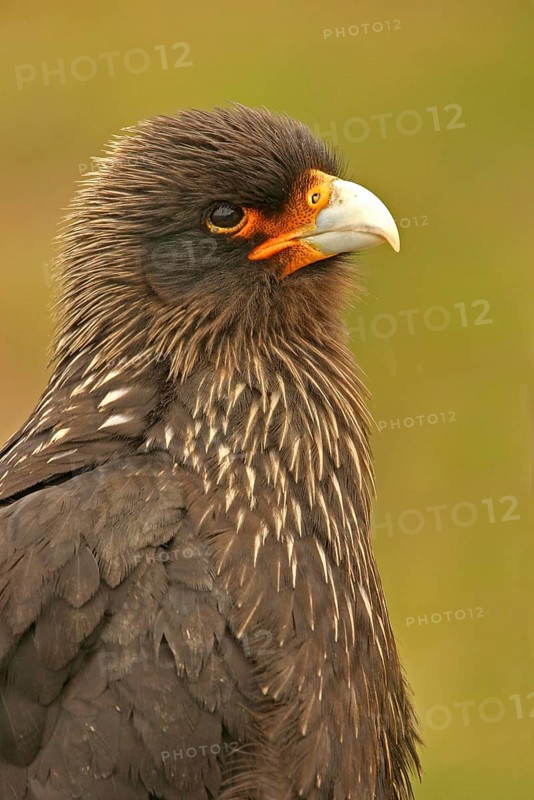 Falkland's Caracara