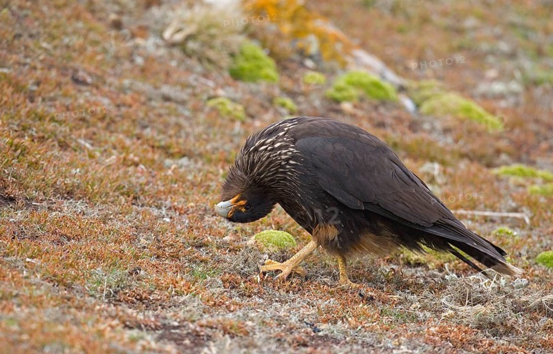 Striped striated caracara