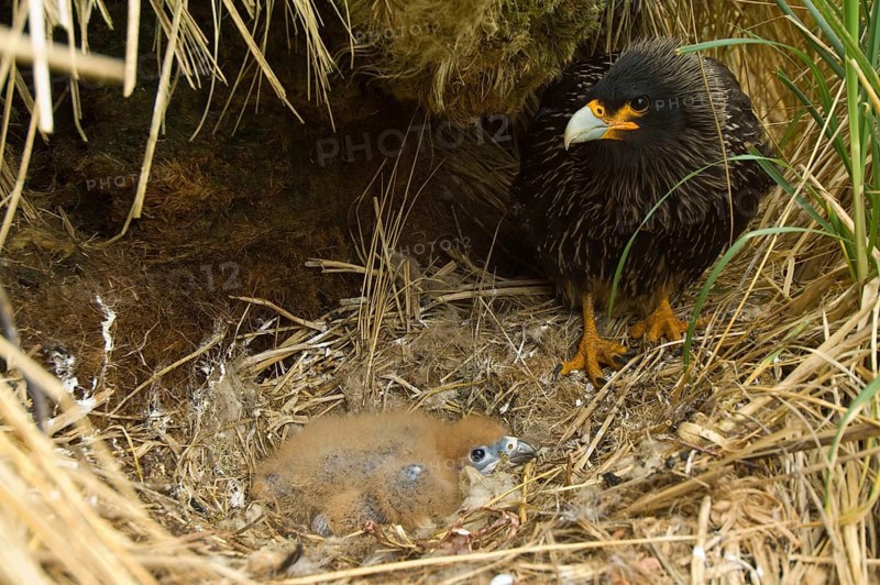 Striped striated caracara