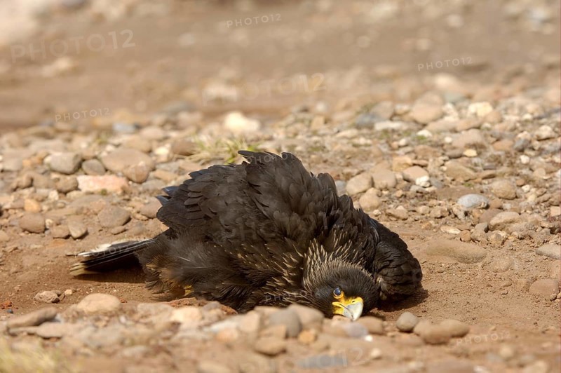 Striped striated caracara